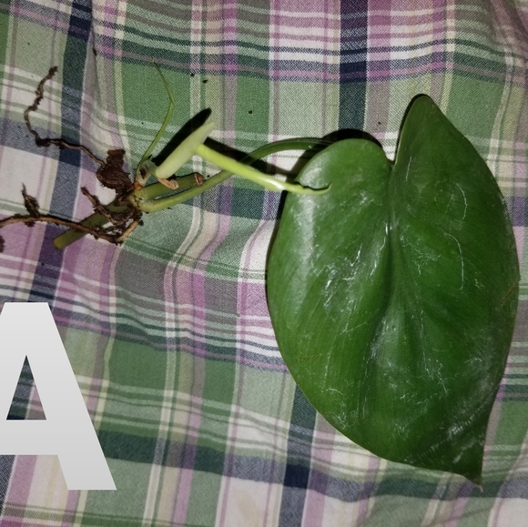 Philodendron cordatum - Picture 4 of 4